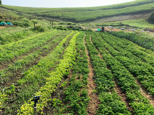 Unlock the Power of the Ocean for Your Garden: Grow with Fish Hydrolysate