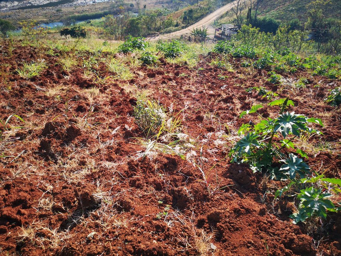 Decoding Sustainable Farming: finding the right path for you