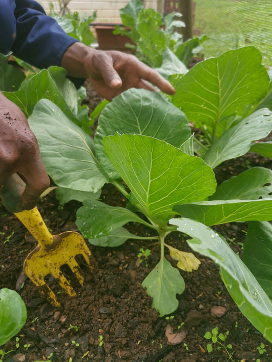Roots First: Preparing for a Drier, Hotter Spring in 2026