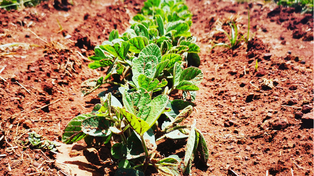 Top tips to get you started with biologicals