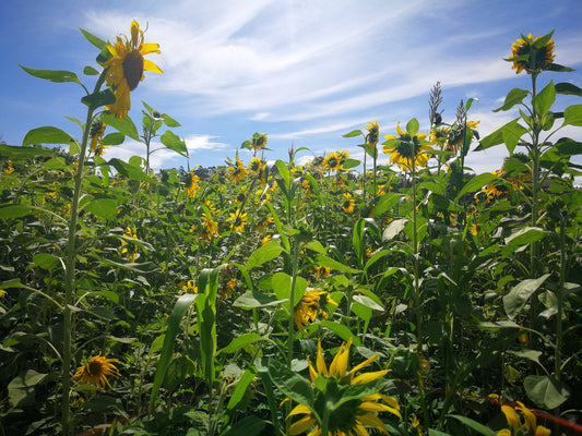 Neem Oil: Nature's Imperfectly Perfect Solution for Pest Control
