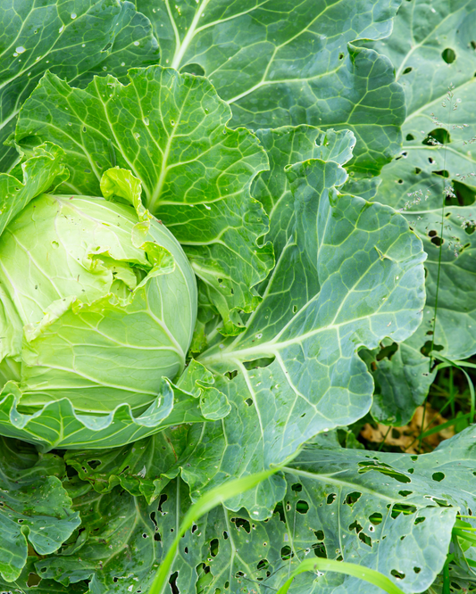 Get Ahead of Spring Pest Pressure Before It Gets Ahead of You