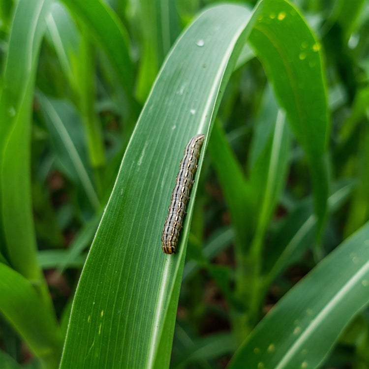 Biological Plant Protection