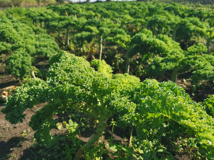 Advanced Plant Nutrition