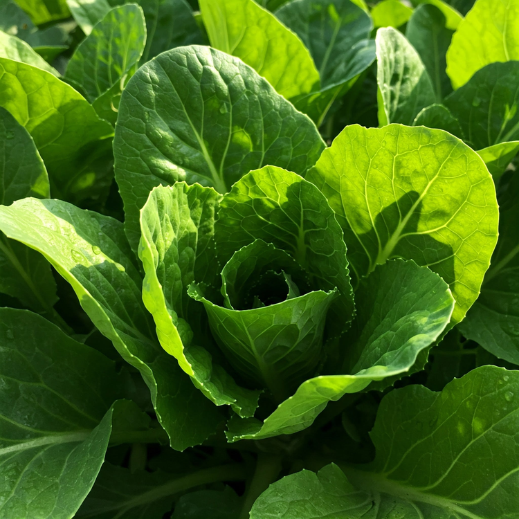 Soil Health & Growth Boosters